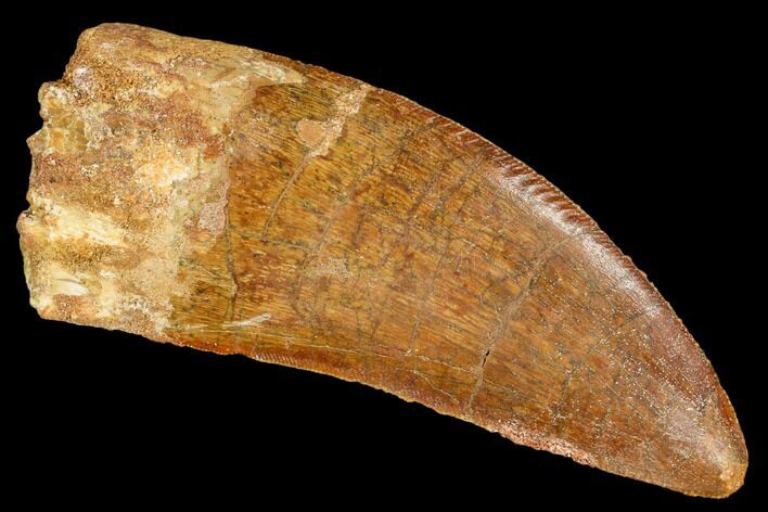 Fossil Carcharodontosaurus Tooth, Serrated - Morocco #110405